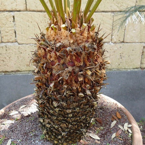 Cycas taitungensis 46 X 24cm (caudex)