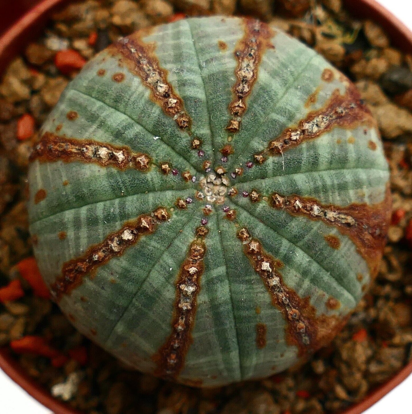 Euphorbia obesa BROWN LINES & ARROWS V71