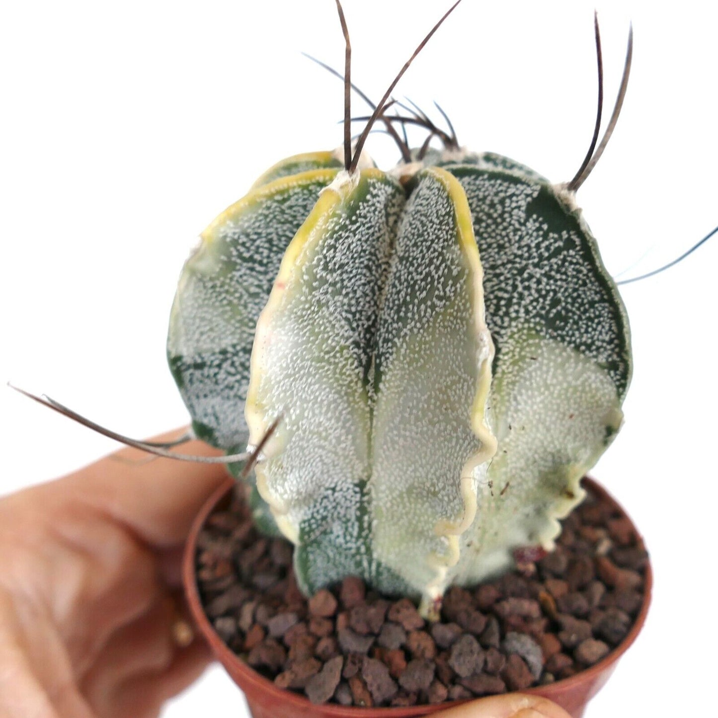 Astrophytum capricorne crassispinum YELLOW WHITE VARIEGATED TL4