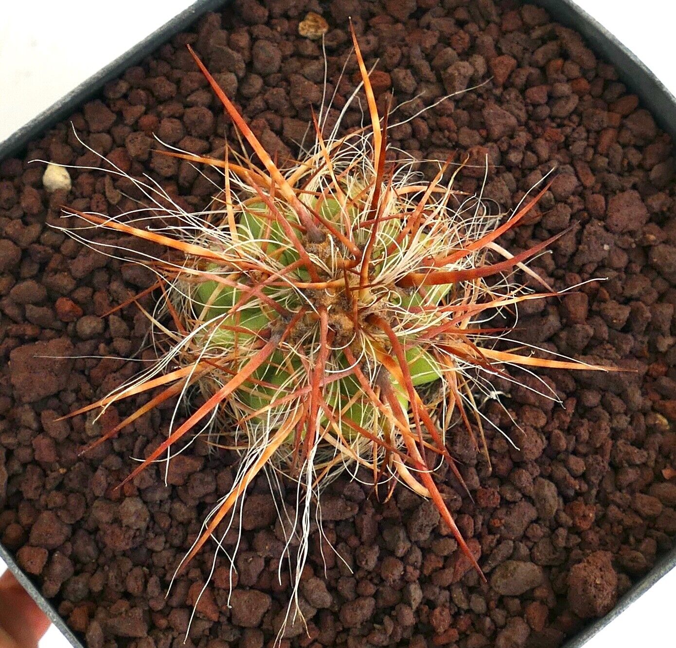 Oreocereus celsianus var. boliviensis (brown spines) AG4