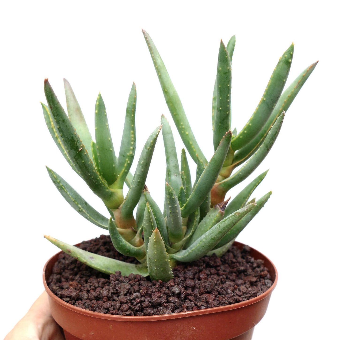 Aloidendron dichotomum (syn. Aloe dichotoma) B90