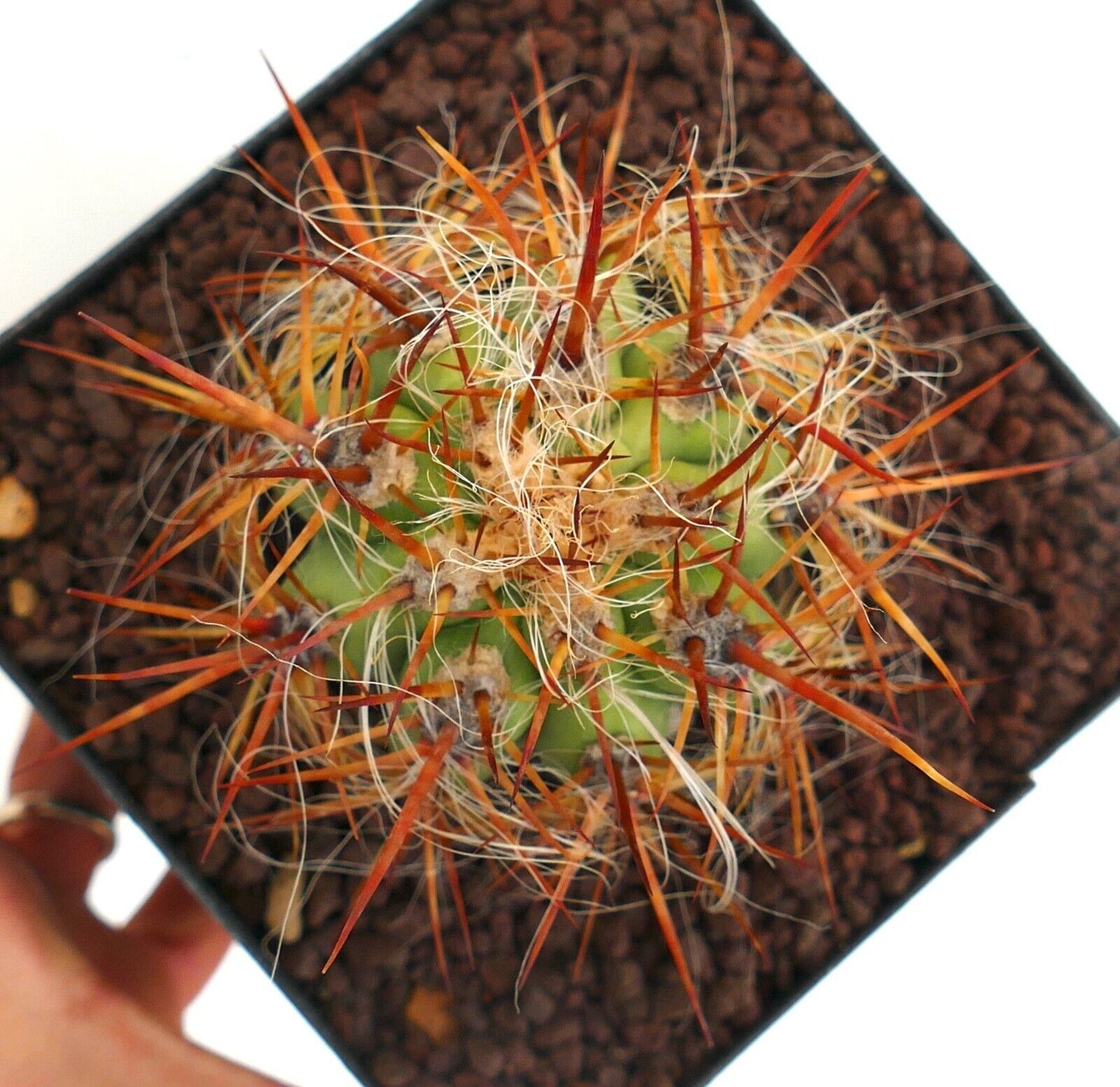 Oreocereus celsianus var. boliviensis (brown spines) LH453