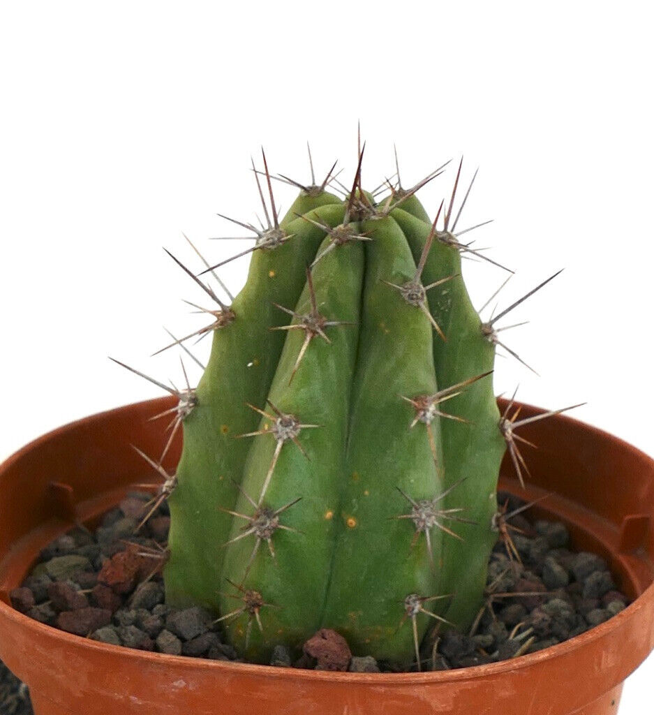 Cereus sp. south of Zipolite, Mexico SP7