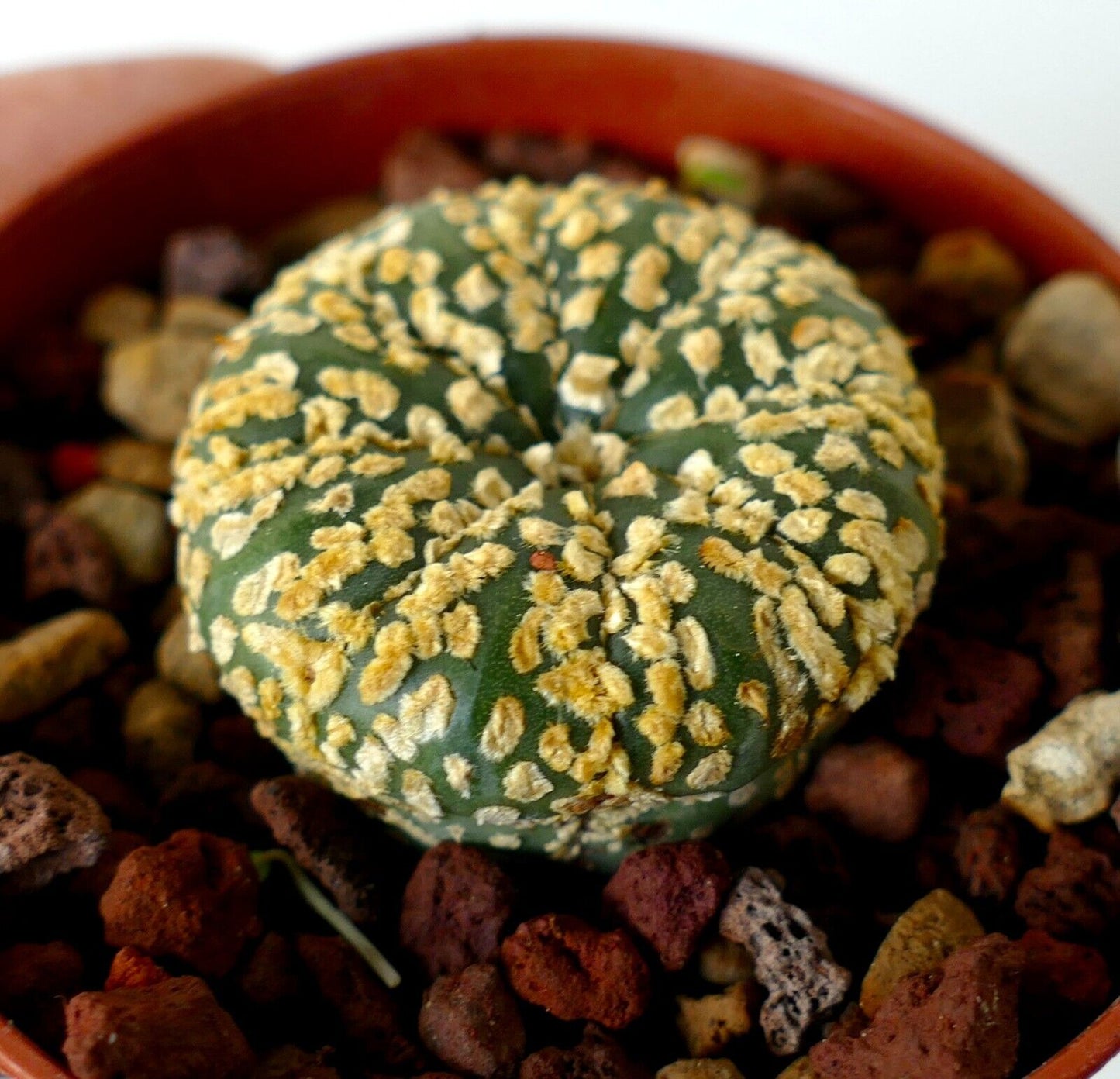 Astrophytum SUPERKABUTO GOLDEN PLZ9