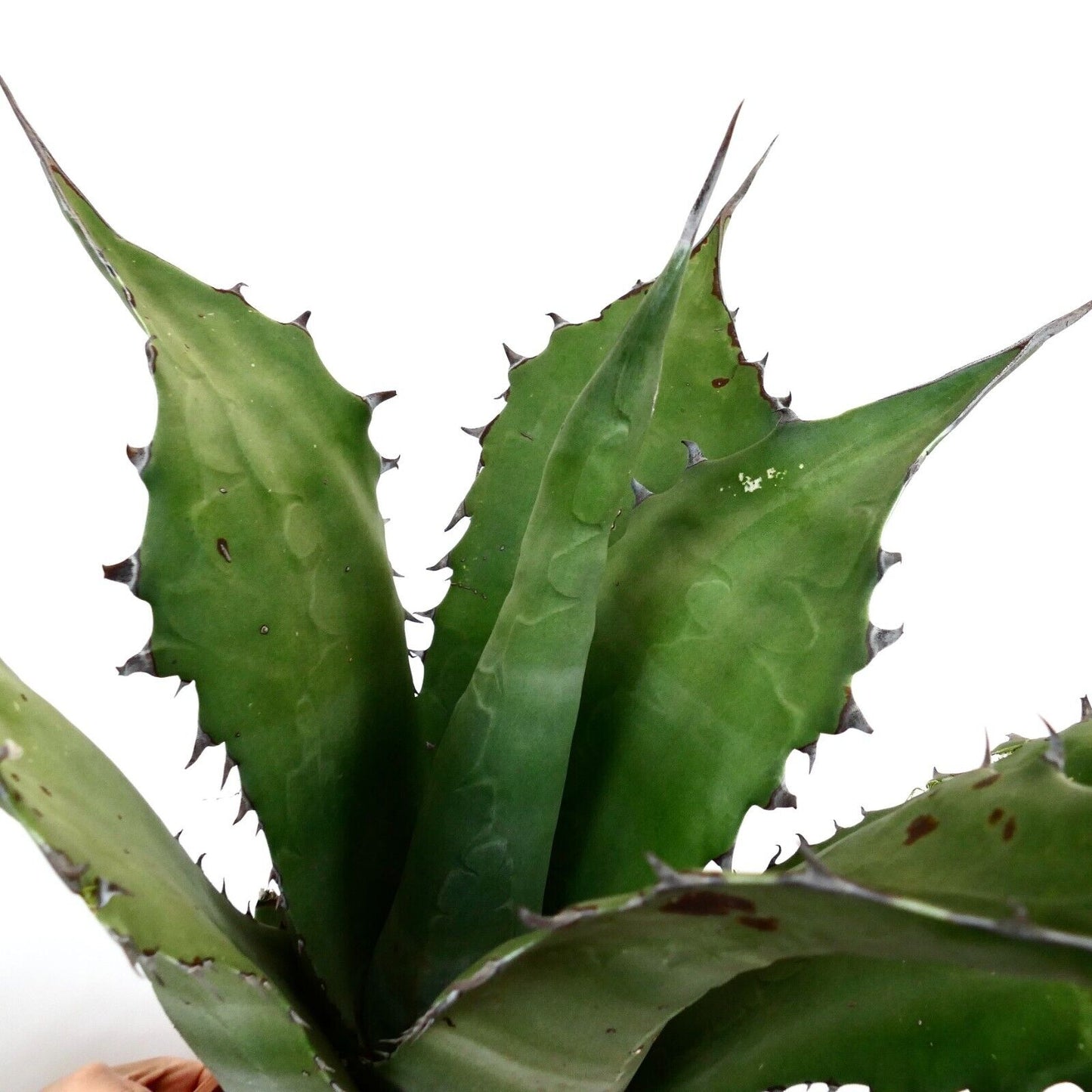 Agave ferox clone OLYMPIA (ex Van Dyck, Netherlands)