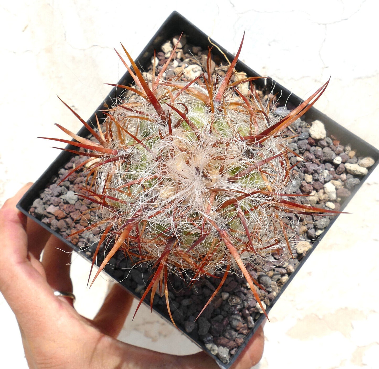 Oreocereus celsianus var. boliviensis SUPER BROWN SPINES HW