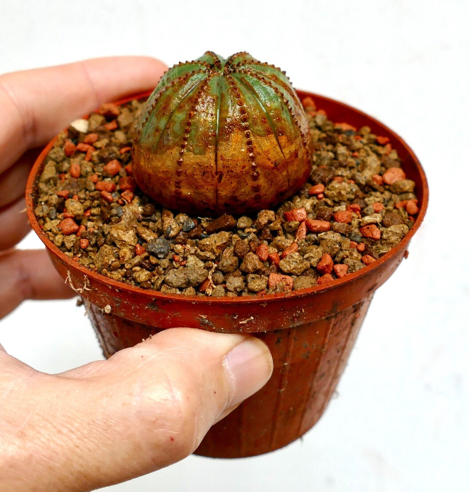 ユーフォルビア・オベサ | あなたのコレクションに独特な多肉植物