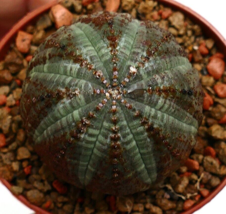 Euphorbia obesa 30KK