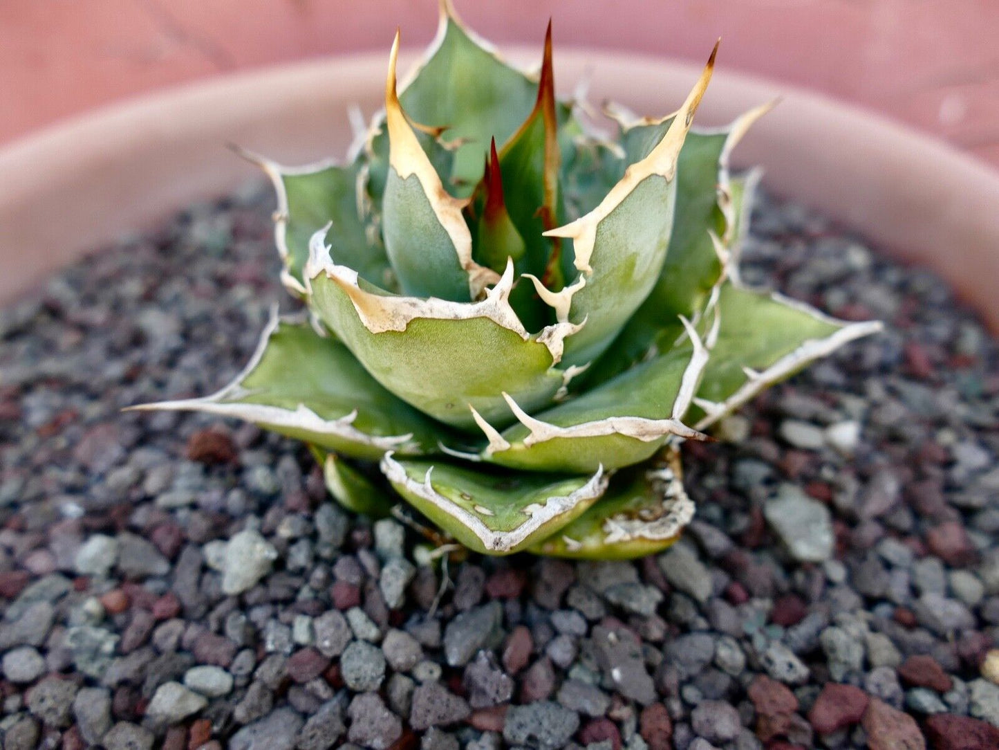 Agave titanota 973A