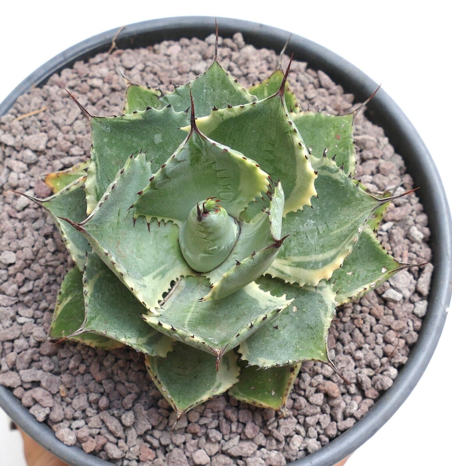 Agave isthmensis cv DELAWARE variegated ex NCS U.S.A. Y2T