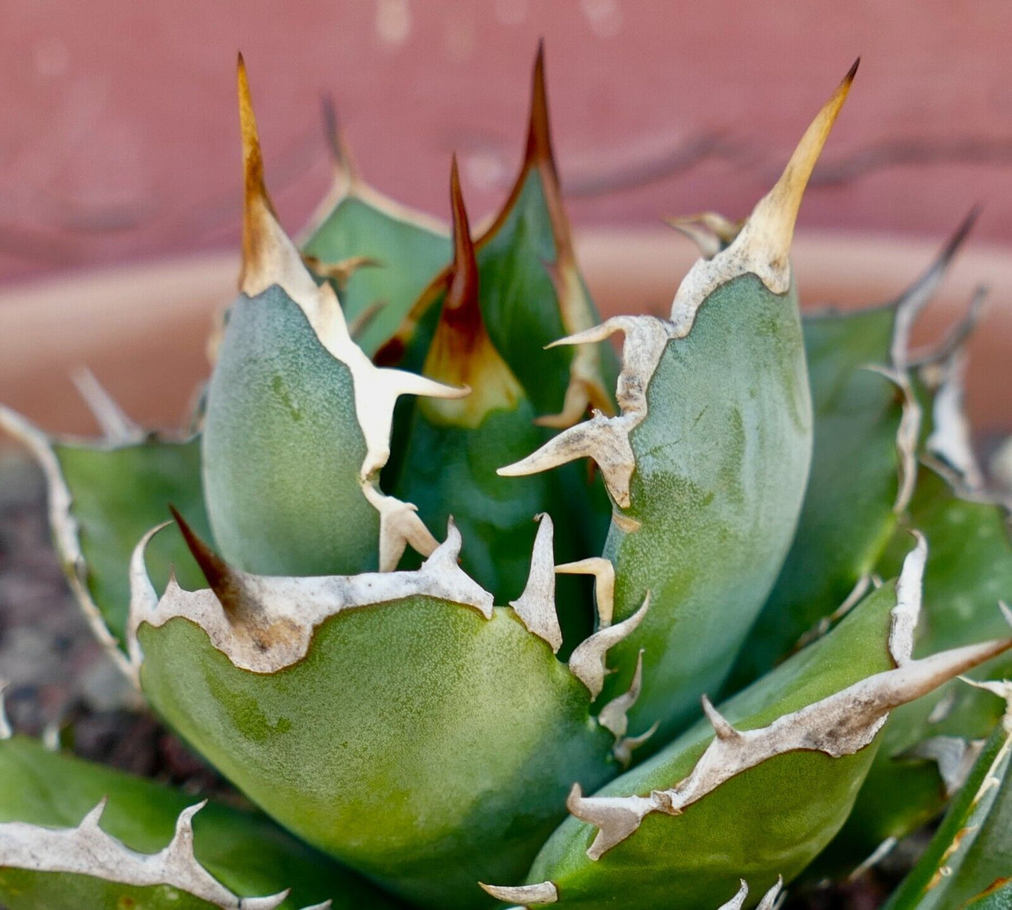 Agave titanota COMPACT & WILD STRONG SPINES 1010