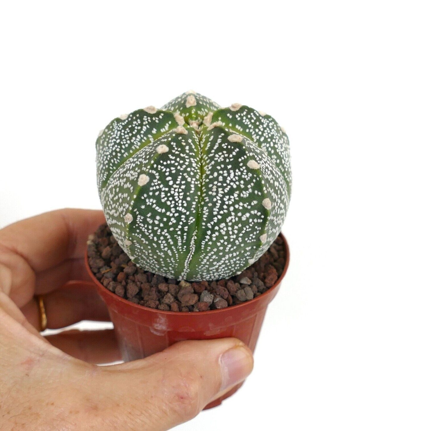 Astrophytum asterias x SUPERKABUTO x COAHUILENSE F3 hybrid ZR1