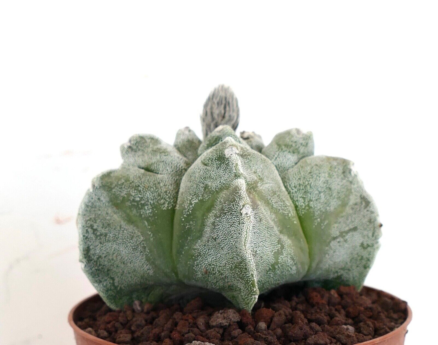 Astrophytum KIKKO SWAROVSKI PUNCTINATUM own roots PP/