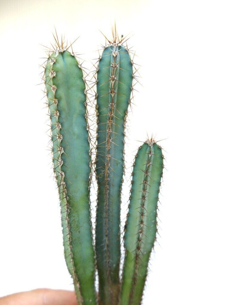 Cereus forbesii (3 PLANTS) 7ST