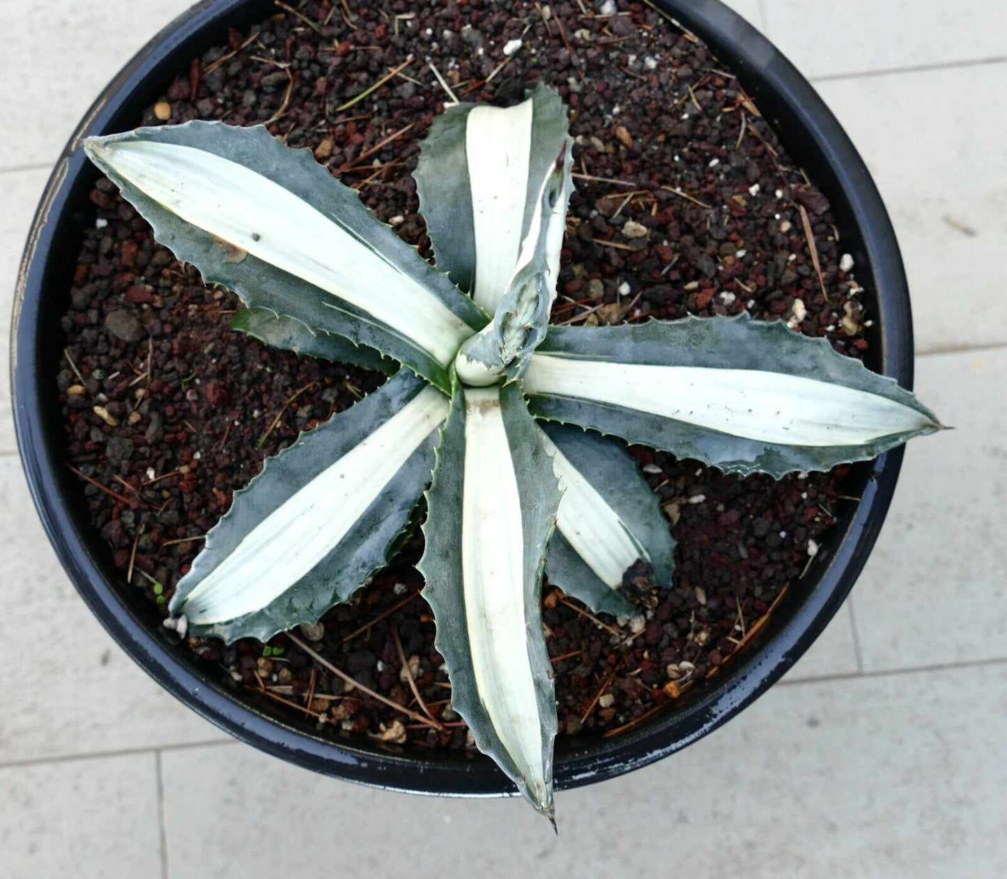 Agave americana alba MEDIOPICTA WHITE variegated VU6