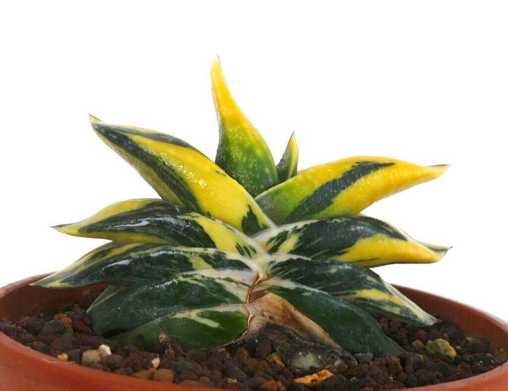 Gasteria armstrongii cv ZEUS AB4