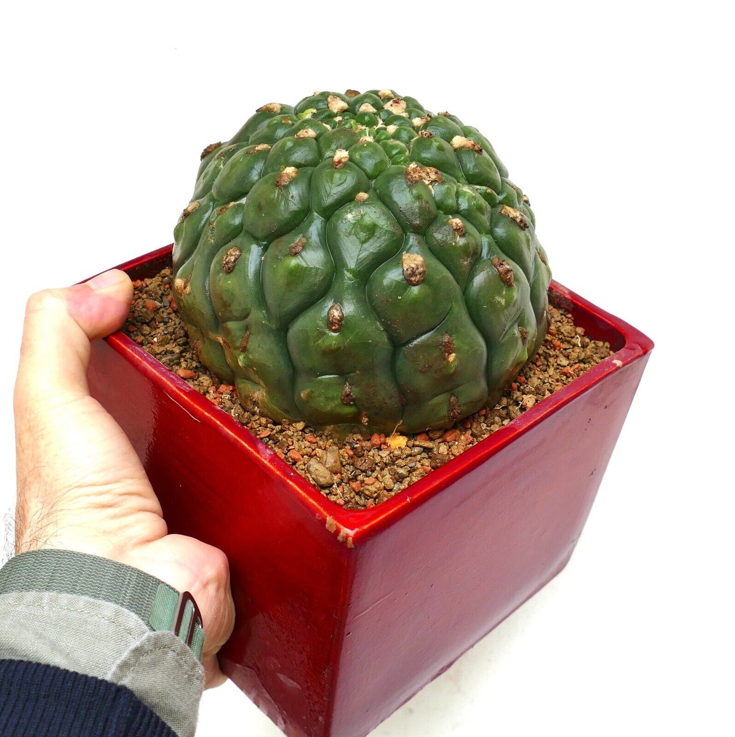 Gymnocalycium saglionis cv HULK nudum monstruosus