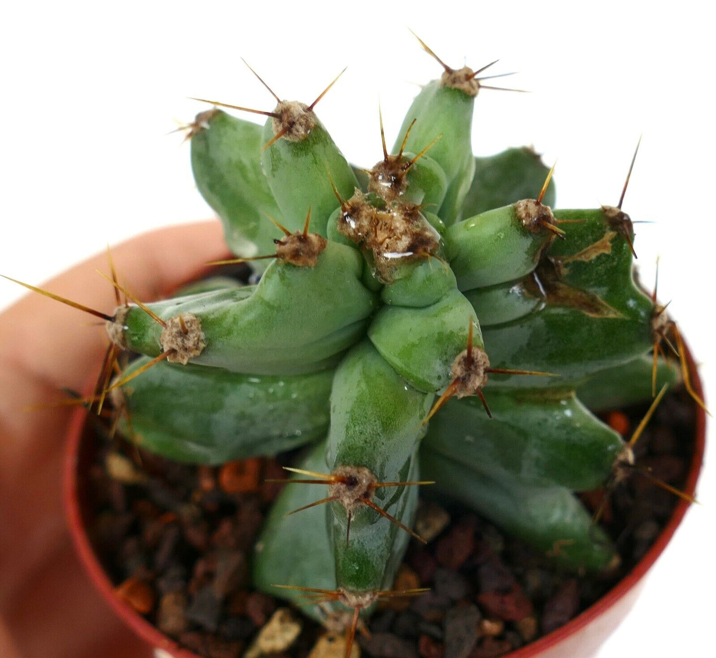 Cereus peruvians GREEN KIKKO FORM 45F