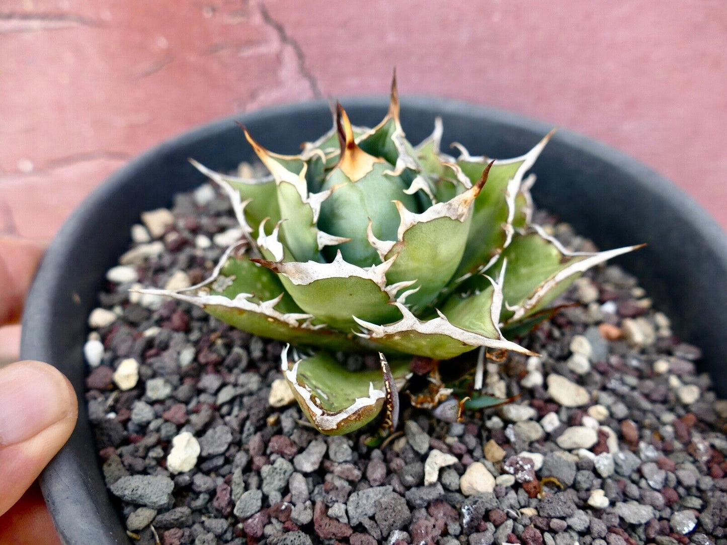 Agave titanota C81A