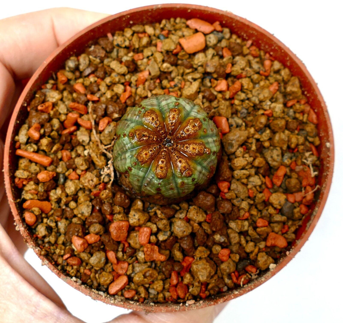 Euphorbia obesa 73M6