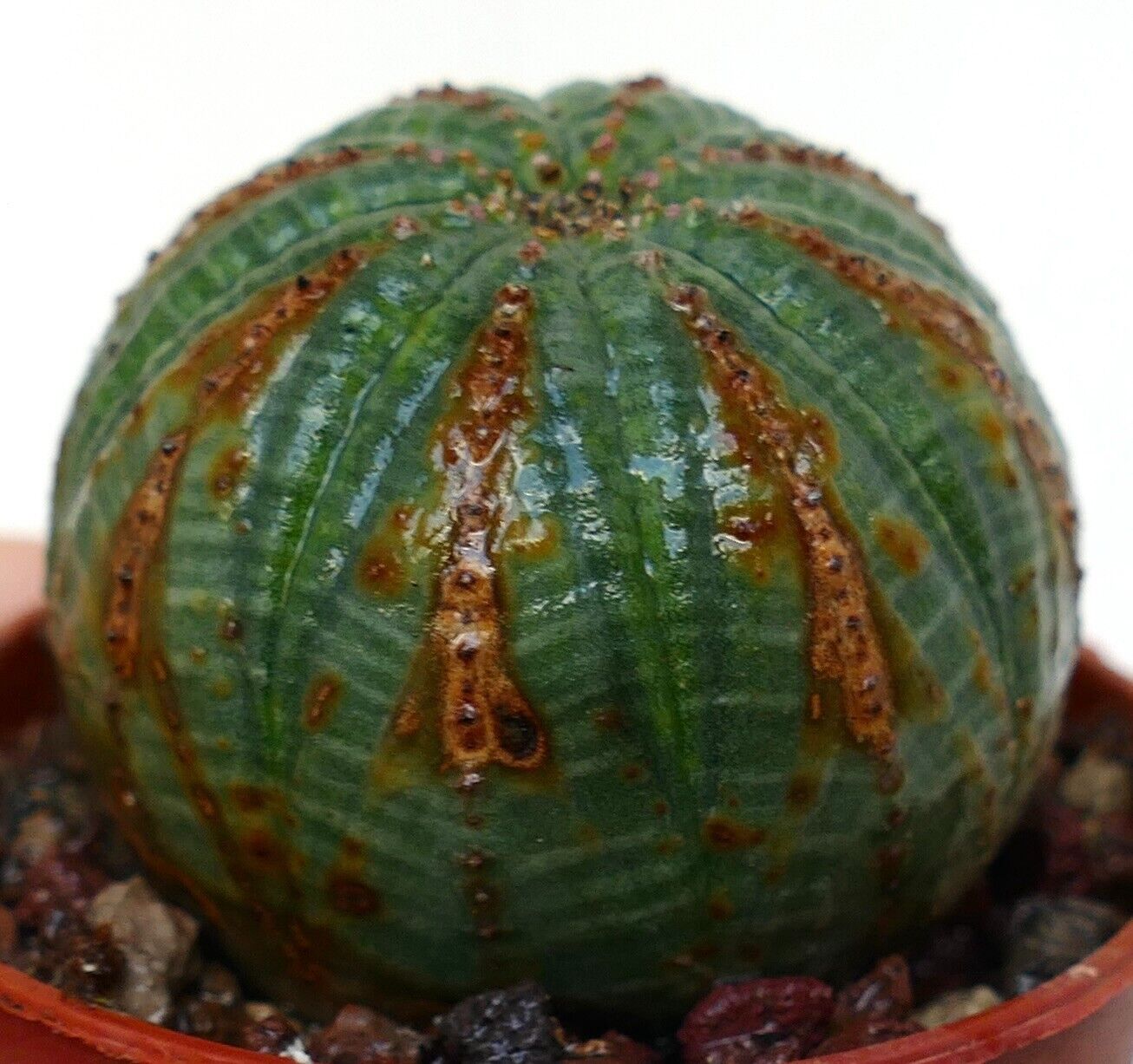 Euphorbia obesa SELECTED PATTERNS 5KP