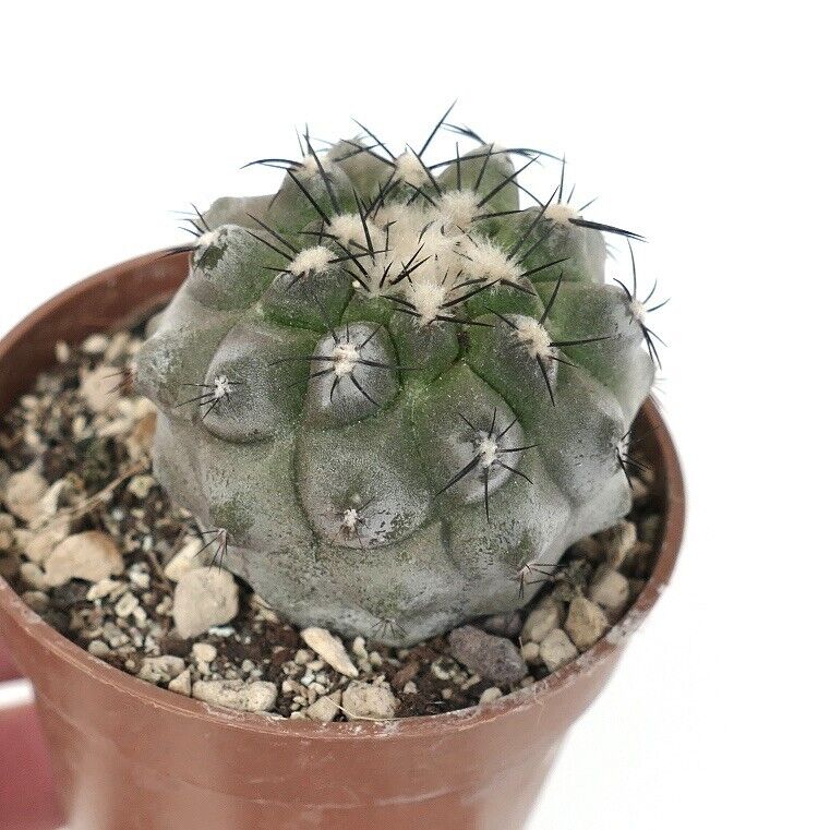 Copiapoa cinerea X Copiapoa hypogaea 75B