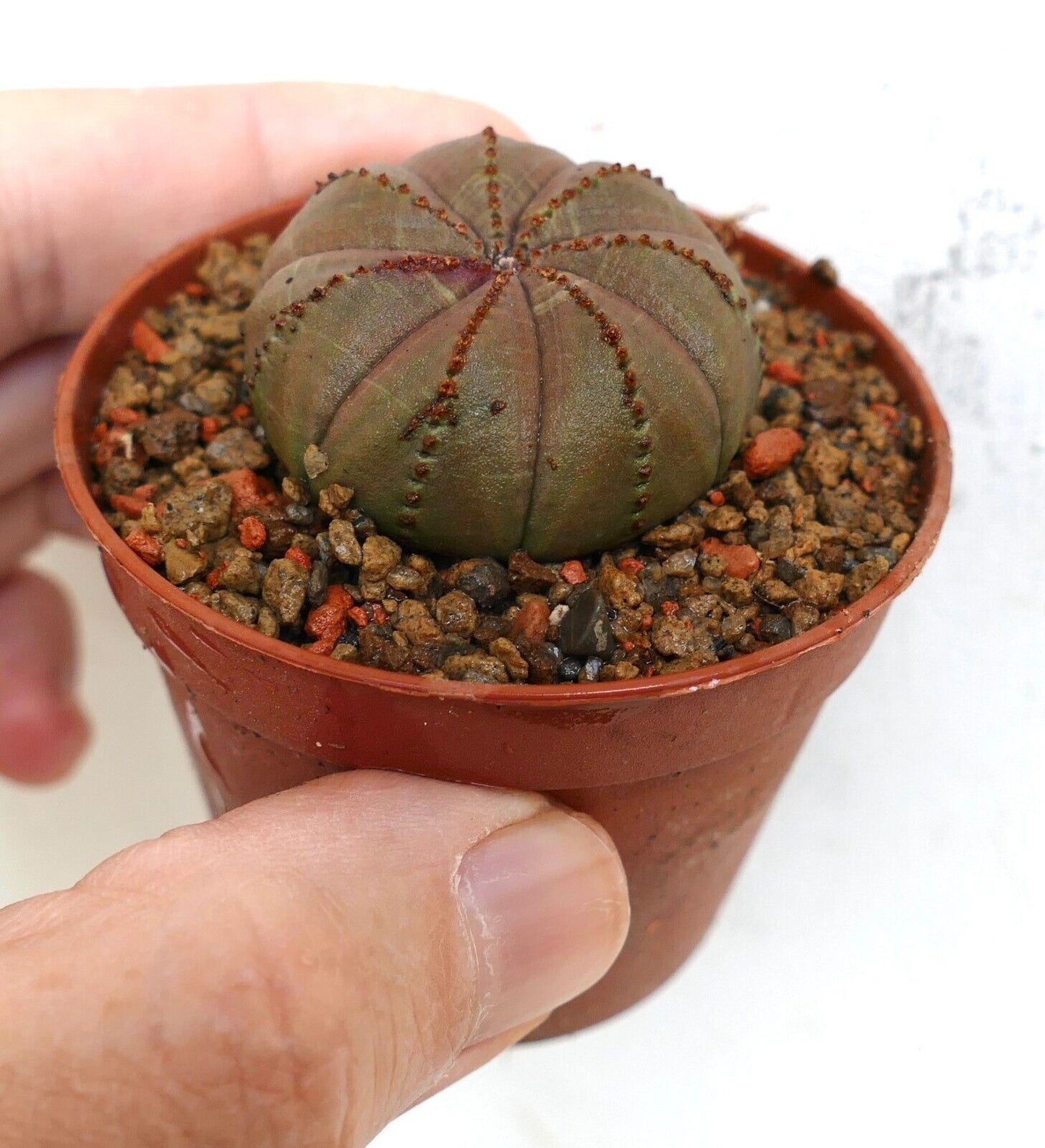 Euphorbia obesa BROWN L91