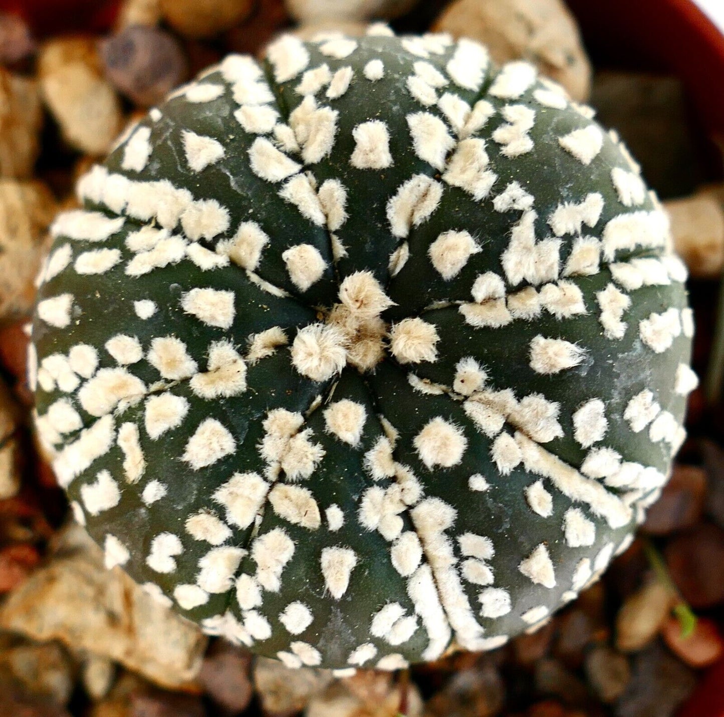 Astrophytum asterias SUPERKABUTO (dark green body) 35C