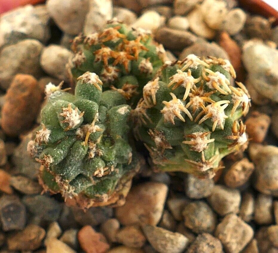 Pediocactus peeblesianus (3 seeldings) Navajo, D8