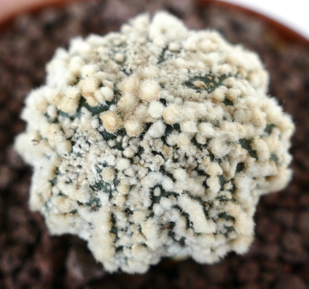 Astrophytum asterias cv HANAZONO SUPER STAR SHAPE WH7