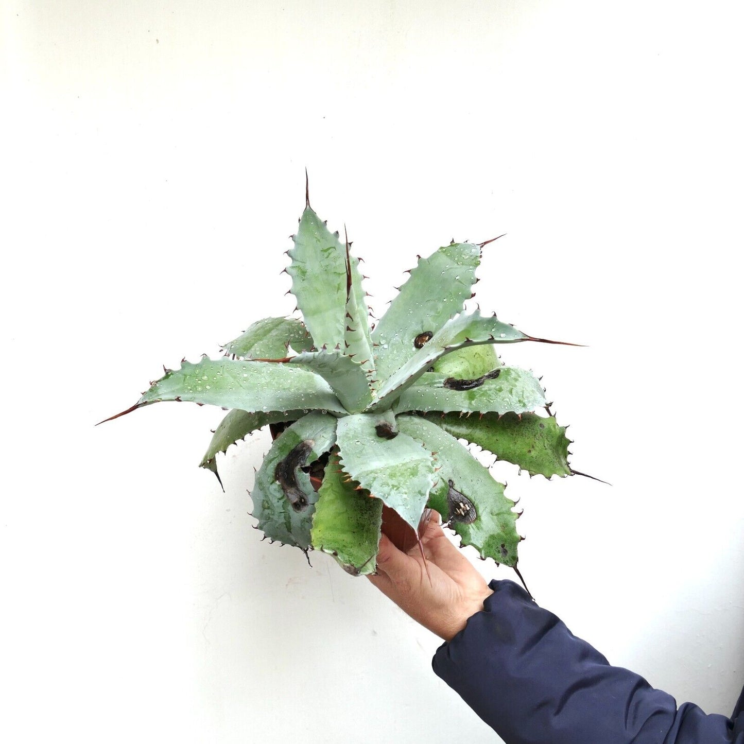 Agave verschaffeltii X Agave utahensis GREY (by Corsi) LONG FINAL SPINES 400Y