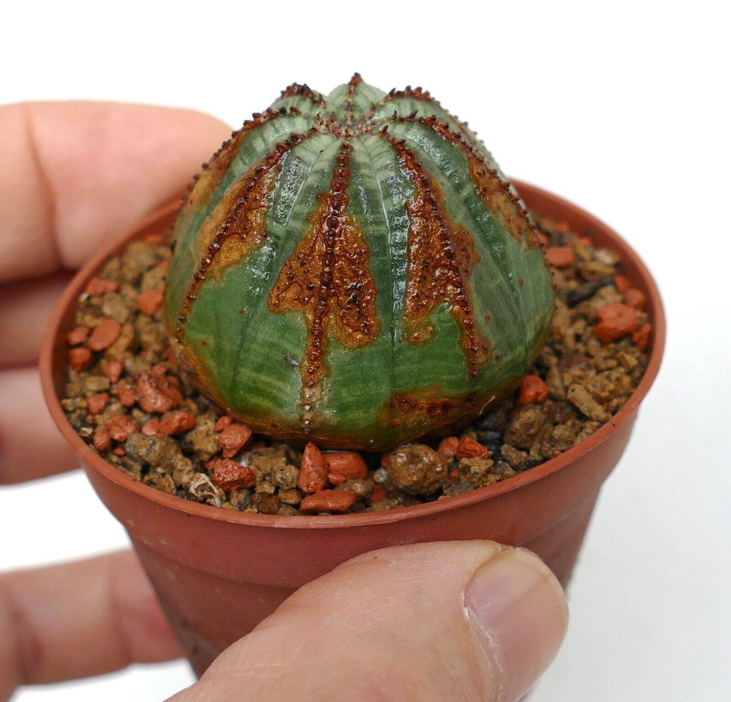 Euporbia obesa BROWN ARROW 6003