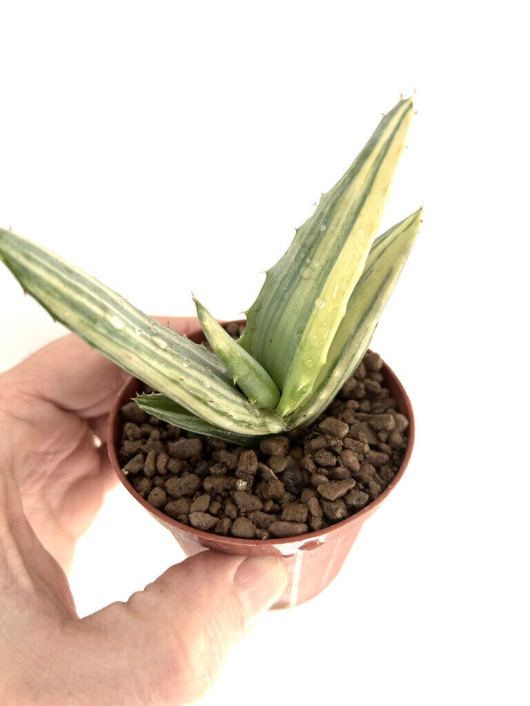 Aloe ferox var. marlothii VARIEGATED 7431