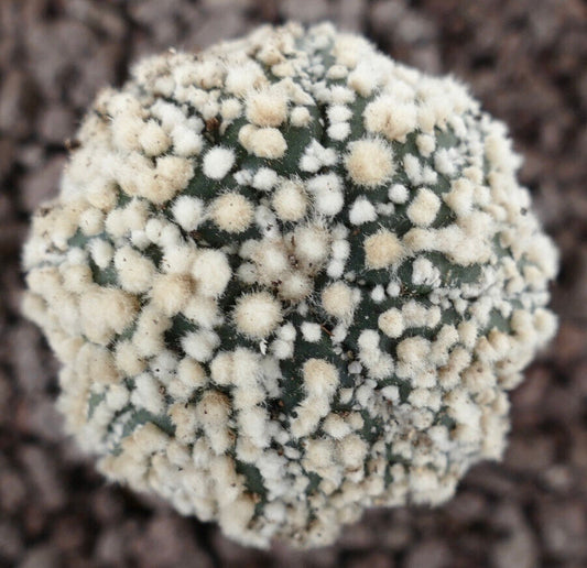 Astrophytum asterias cv HANAZONO SUPER STAR SHAPE 991