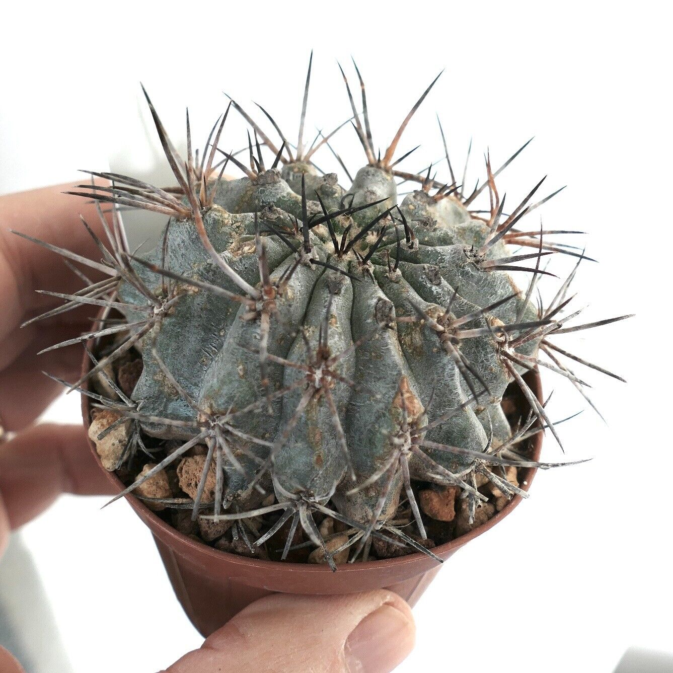 Copiapoa cinerascens X atacamensis ZZ1