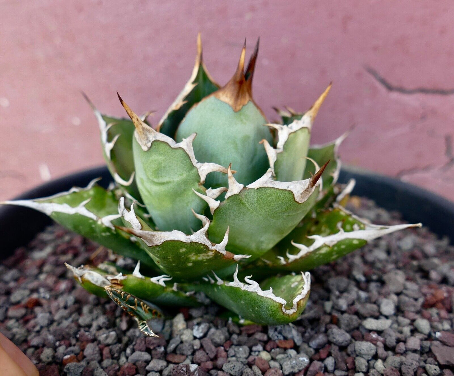 Agave titanota clone PANCOTTI 10B