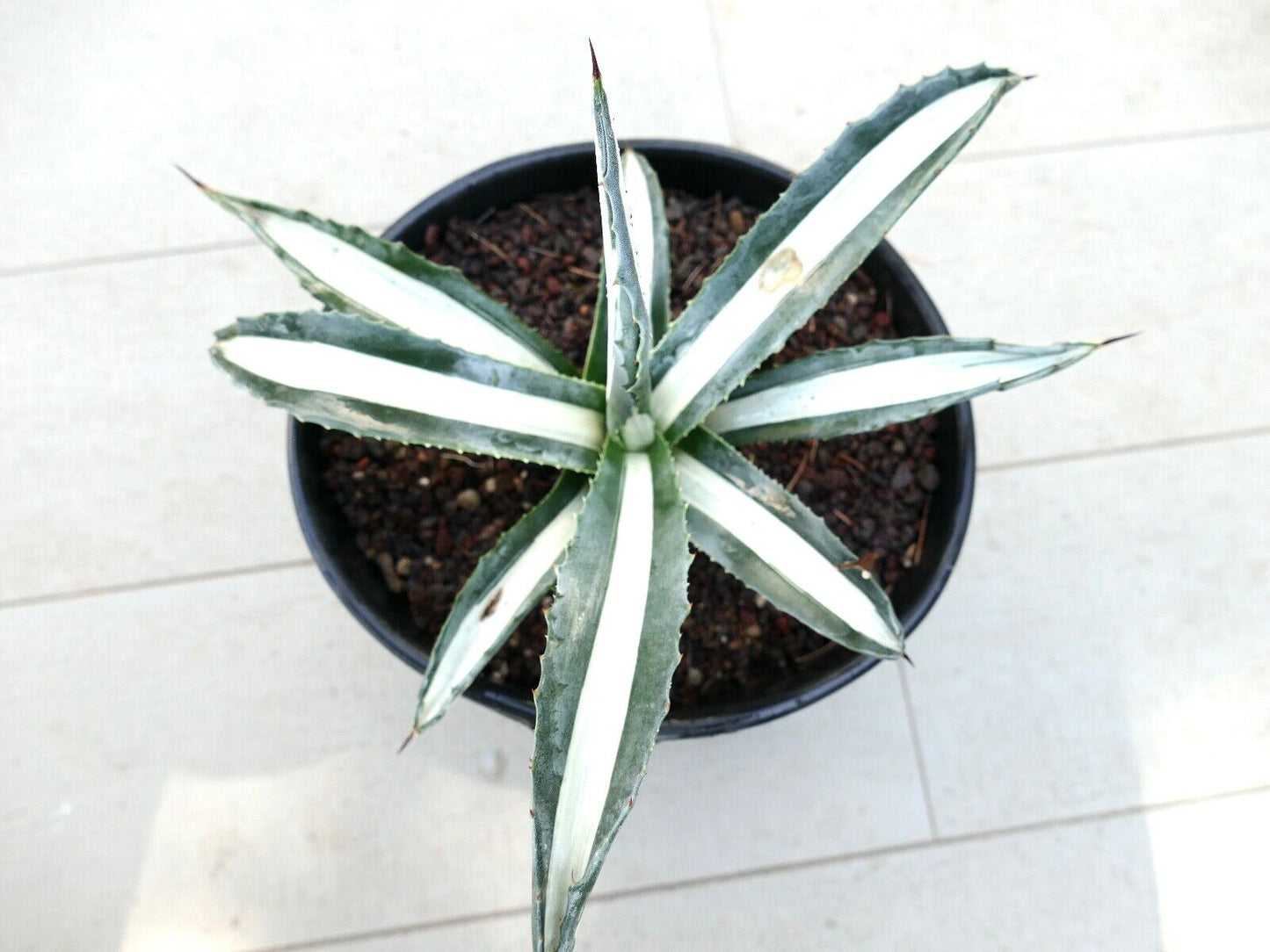 Agave americana alba MEDIOPICTA variegated 93BC 23cm