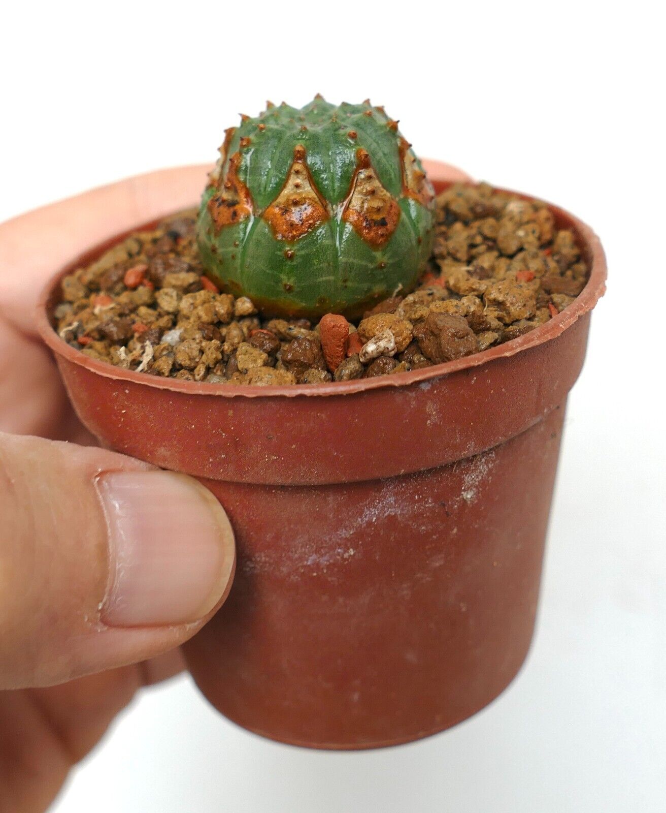 Euphorbia obesa LL800