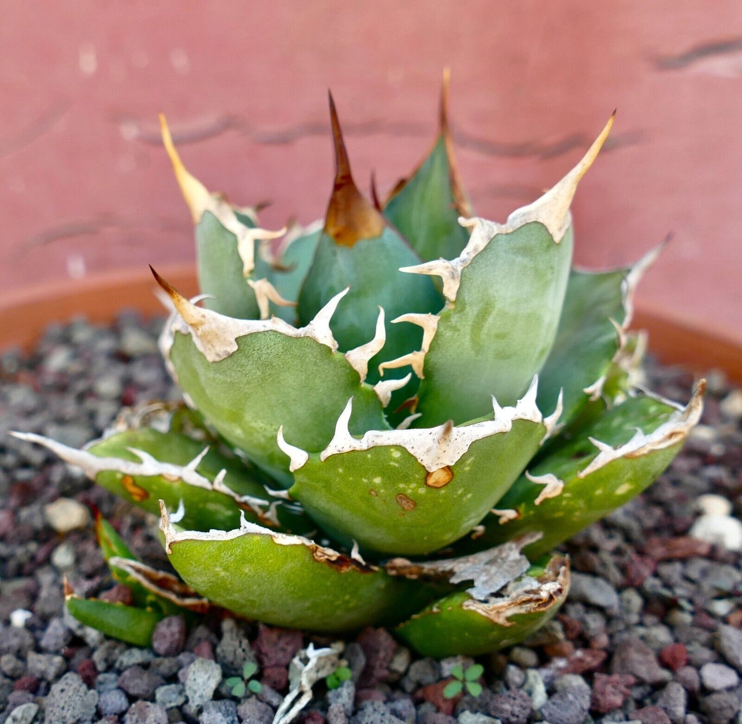 Agave titanota 3729