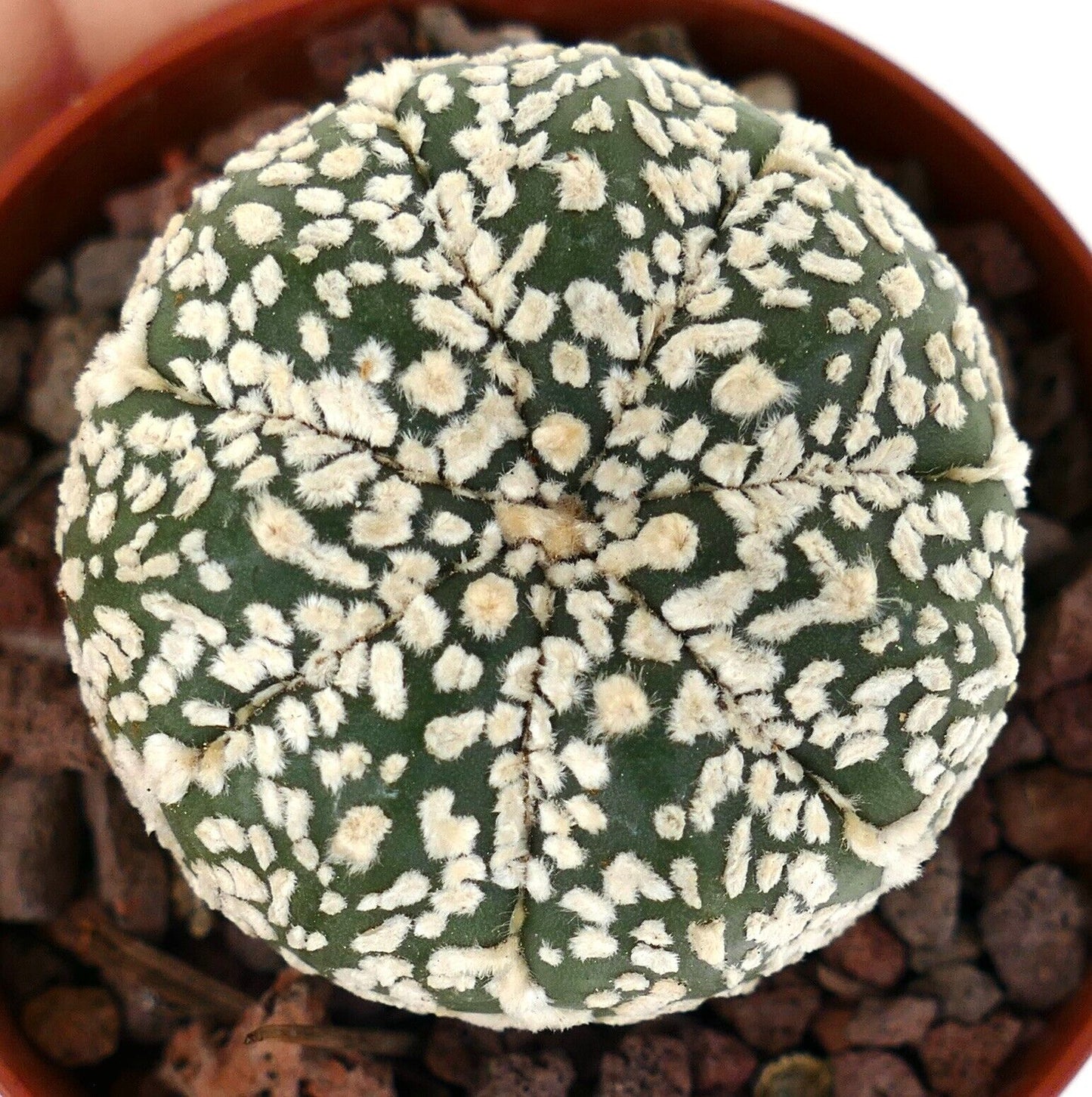 Astrophytum asterias cv SUPERKABUTO A91