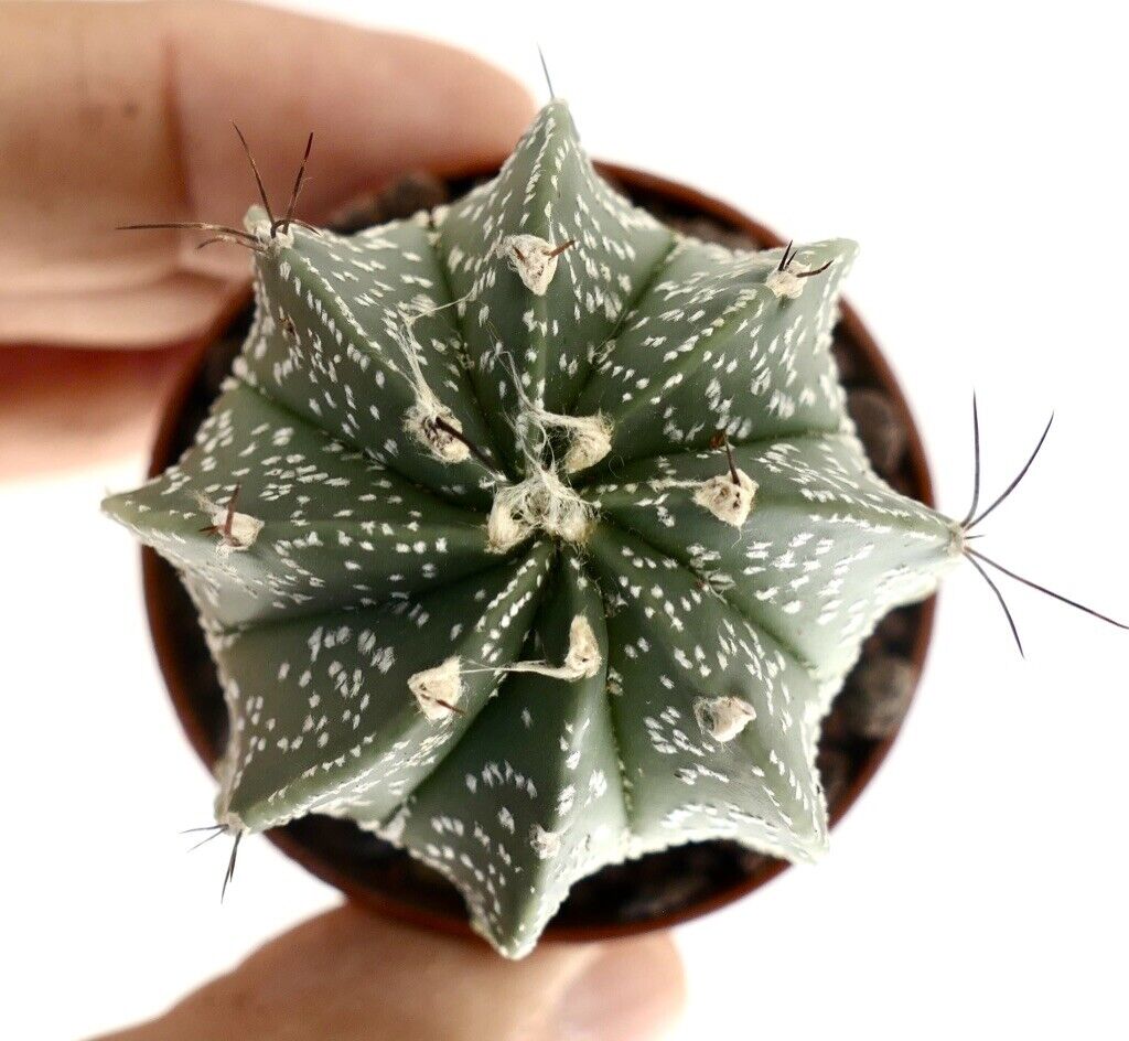 Astrophytum HYBRID OL8