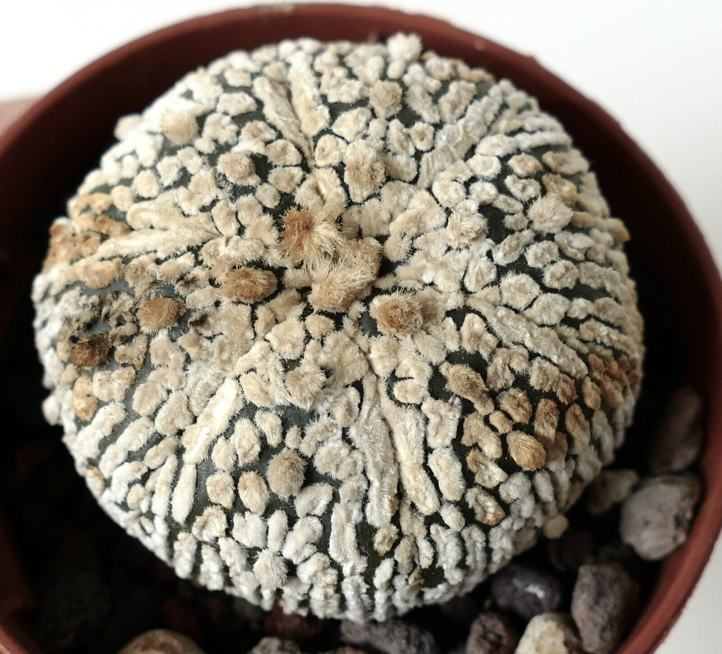 Astrophytum asterias cv SUPERKABUTO 110