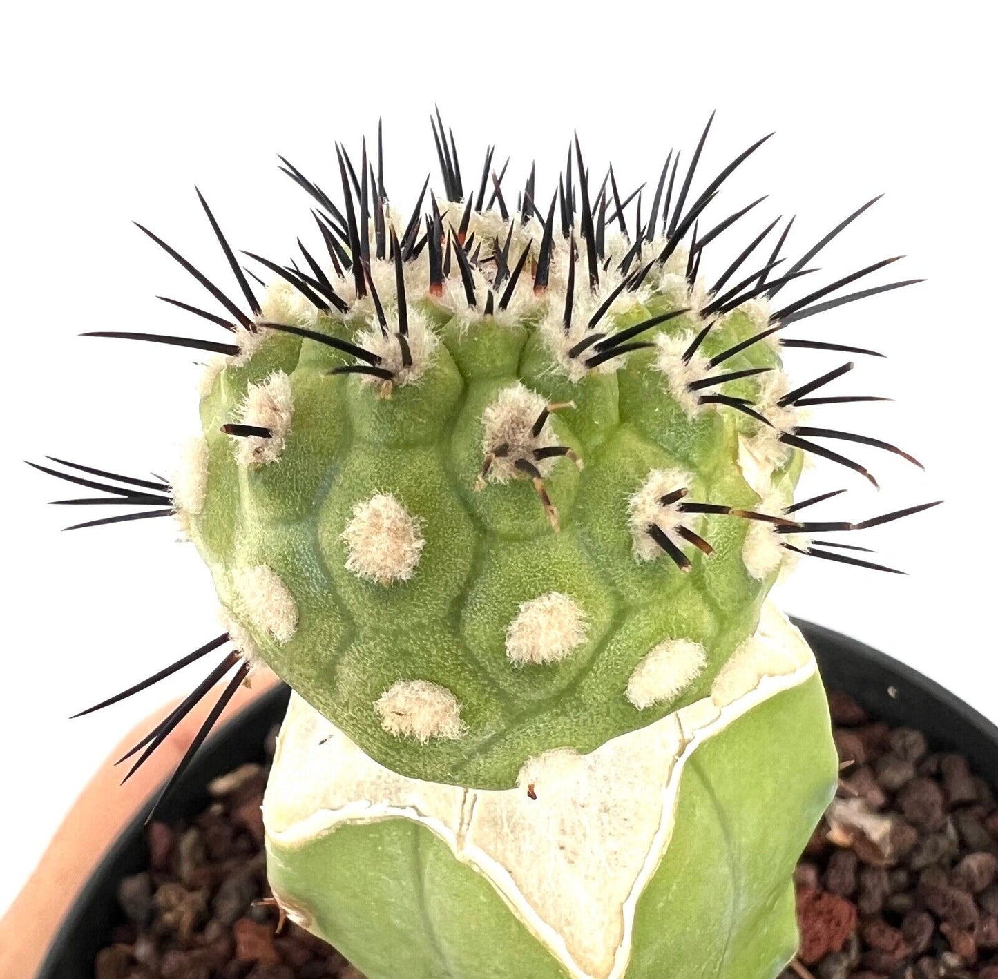 Copiapoa cinerea X serpentisulacata C3B