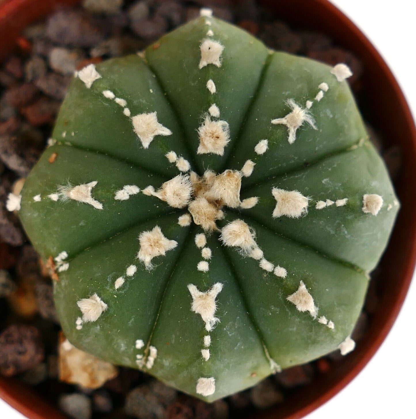 Astrophytum asterias v-TYPE X myriostigma (SUPER V patterns) CL9