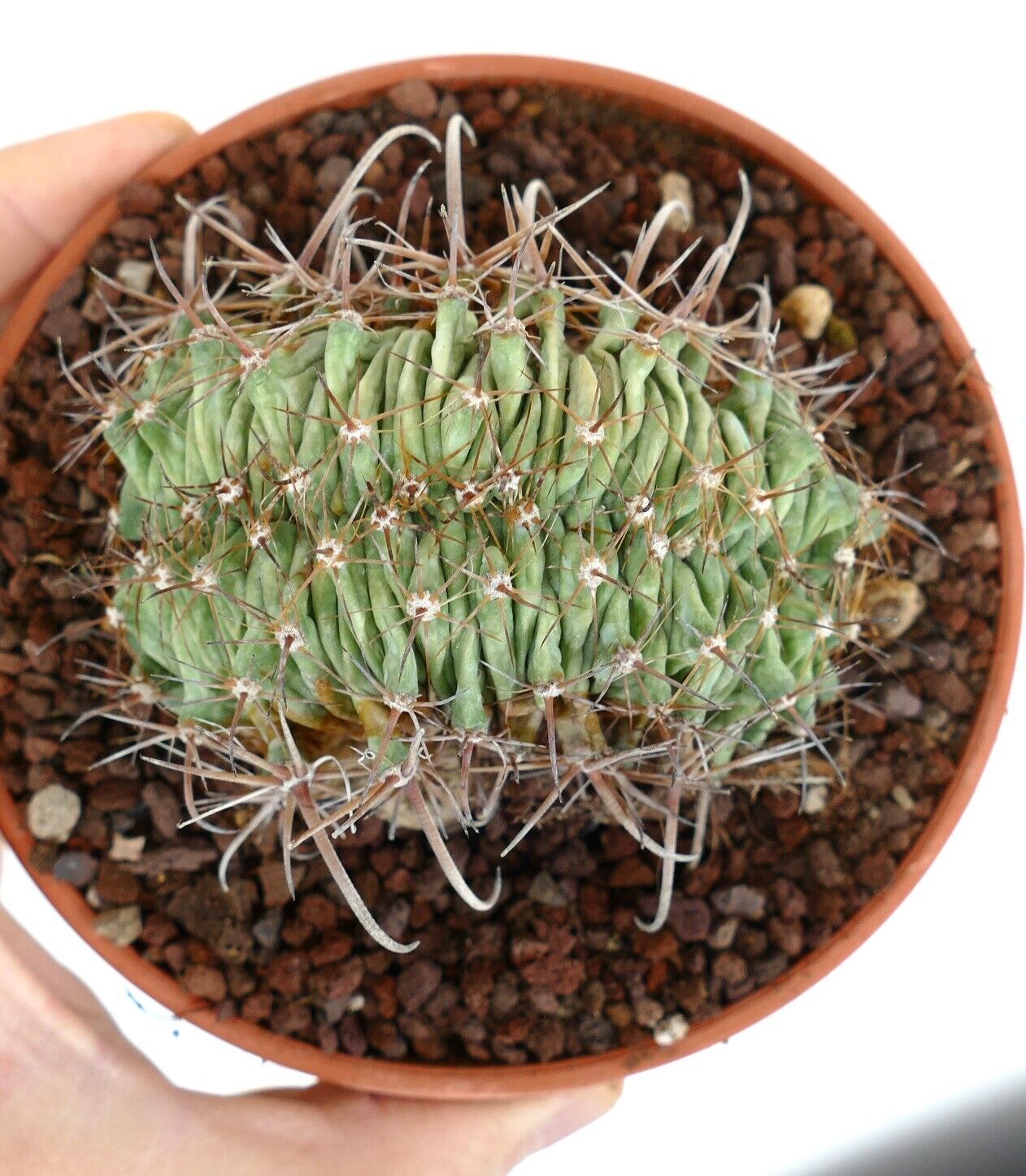 Ferocactus horridus CRESTED