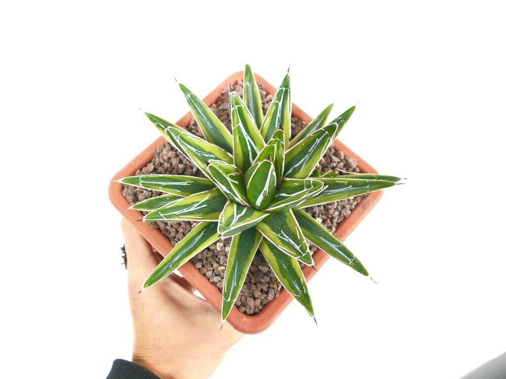 Agave victoriae-reginae cv 'Sasanoyuki Shimafukurin' VARIEGATA A2