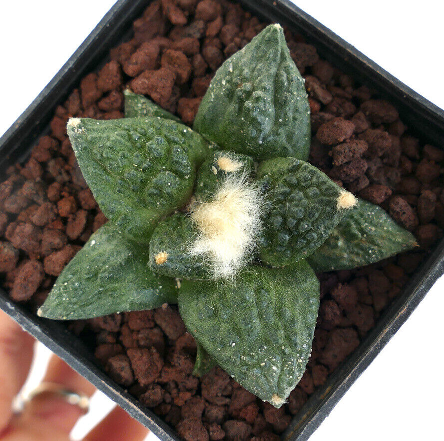 Ariocarpus trigonus X retusus (unusual final spine) HYBRID M5