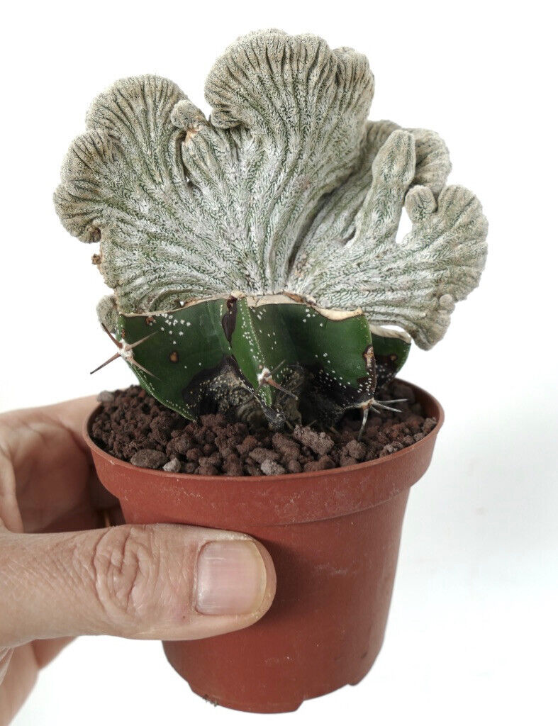 Astrophytum coahuilense THIN FORM CRESTED I7LM