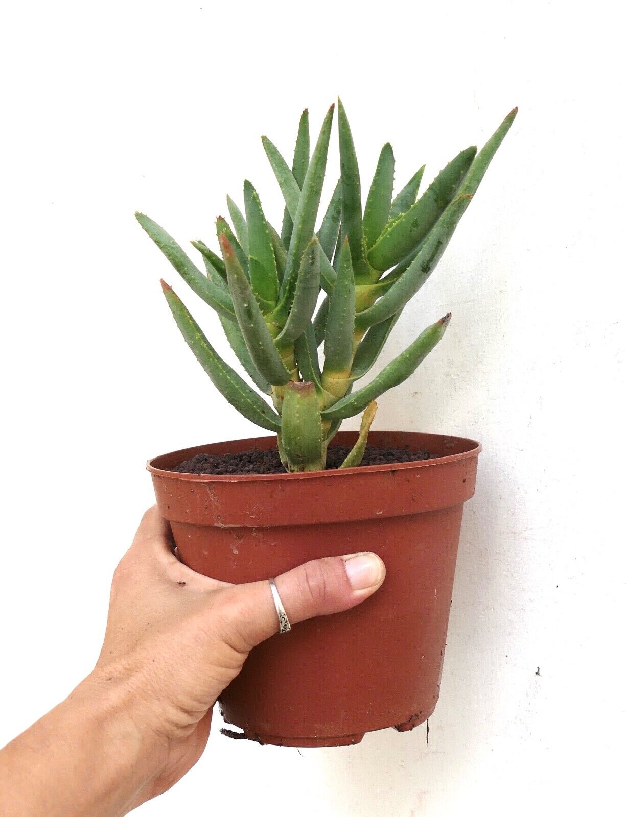 Aloidendron dichotomum (syn. Aloe dichotoma) PE14