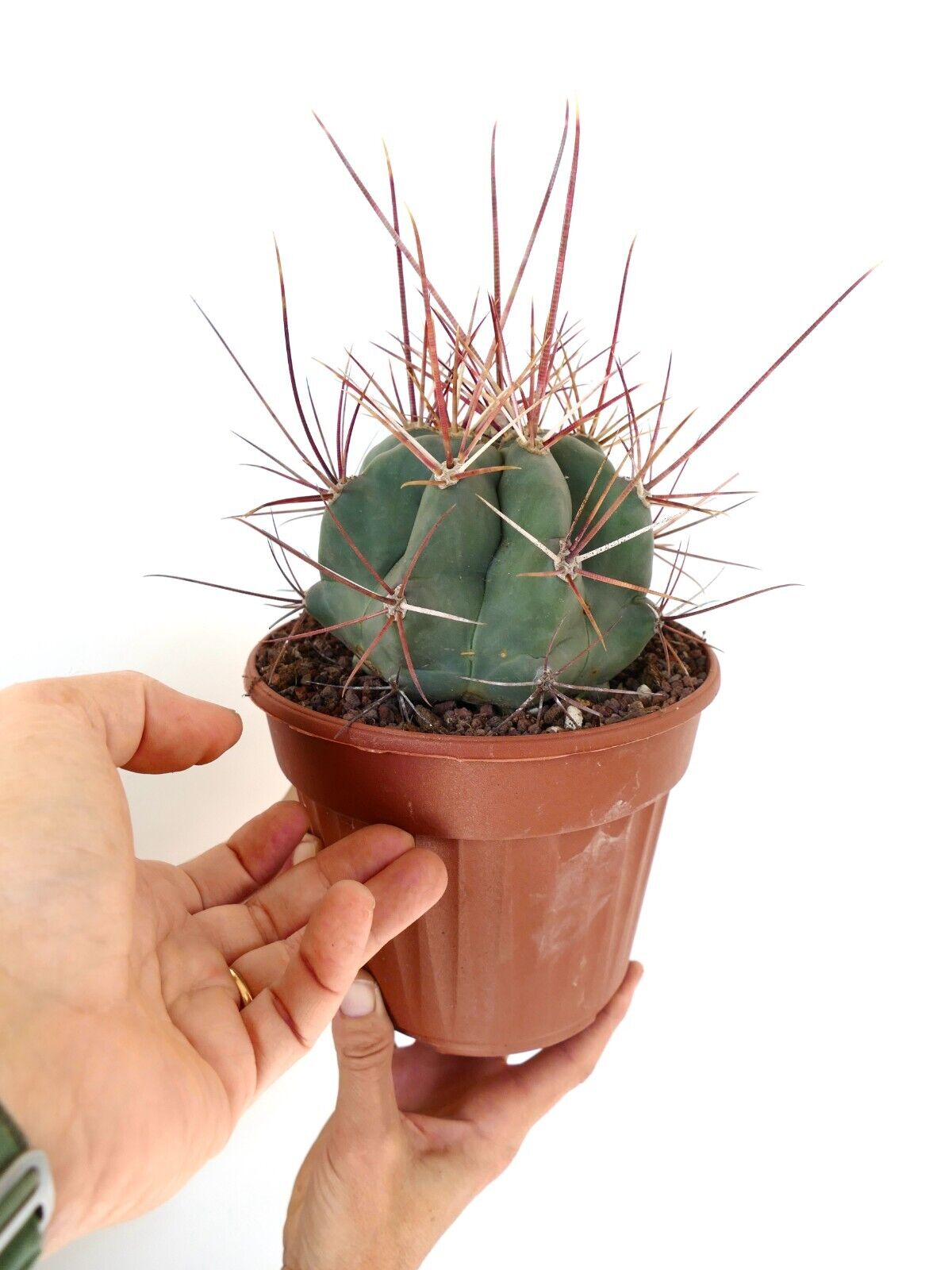 Ferocactus rectispinus 28A